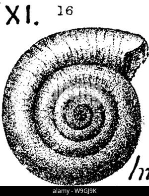 Archiv Bild von Seite 247 Wörterbuch der Fossilien Stockfoto