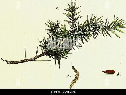 Archiv Bild von Seite 248 / europäischer Schmetterlinge (1806). / Europäischer Schmetterlinge CUbiodiversity 1742385-9605 Jahr: 1806 (- xrcc, tycdopt -. PW. Mkc, M. Jartricijfarrn&f, A.6. Stockfoto