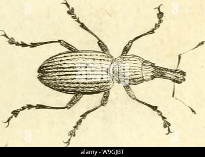 Archiv Bild ab Seite 248 von [Curculionidae] (1800). [Curculionidae] curculionidae 03 stur Jahr: 1800 (ii-C T X.7 - Stockfoto