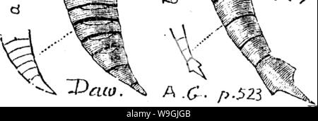 Archiv Bild ab Seite 251 ein Wörterbuch der Fossilien Stockfoto