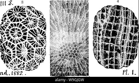 Archiv Bild ab Seite 251 ein Wörterbuch der Fossilien Stockfoto