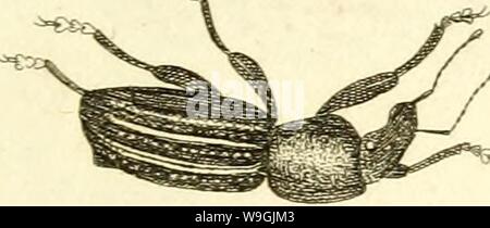 Archiv Bild ab Seite 254 [Curculionidae] (1800) Stockfoto