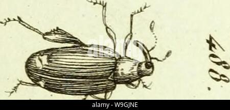 Archiv Bild ab Seite 254 [Curculionidae] (1800) Stockfoto