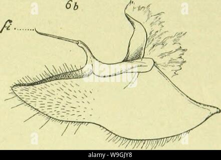 Archiv Bild ab Seite 258 der Canaren (1892) Stockfoto