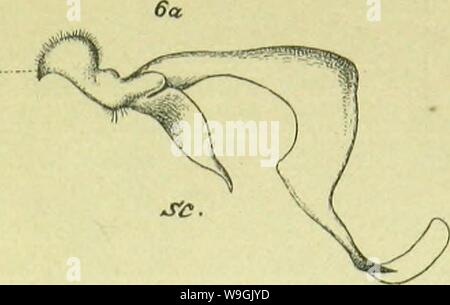 Archiv Bild ab Seite 258 der Canaren (1892) Stockfoto