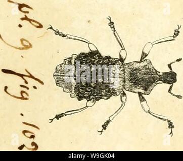 Archiv Bild ab Seite 258 [Curculionidae] (1800) Stockfoto