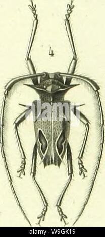 Archiv Bild ab Seite 258 der Histoire Naturelle des Insectes. Histoire Naturelle des Insectes: Gattungen des coleopteres, ou et Kritik aussetzen methodique de tous les Genres schlägt jusqu'Ici dans cet Ordre d'Insekten CUbiodiversity 1128056-9876 Jahr: 1854 ( Stockfoto