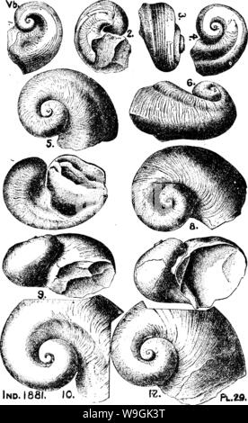 Archiv Bild von Seite 261 Wörterbuch der Fossilien Stockfoto