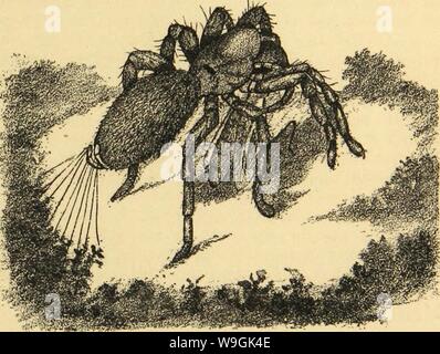 Archiv Bild von Seite 260 des amerikanischen Spinnen und Ihre Spinnerei Stockfoto