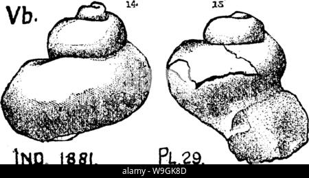 Archiv Bild von Seite 263 Wörterbuch der Fossilien Stockfoto