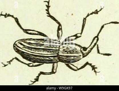 Archiv Bild ab Seite 264 von [Curculionidae] (1800)