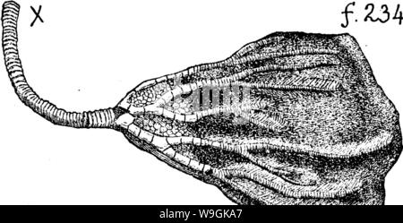 Archiv Bild von Seite 265 Wörterbuch der Fossilien Stockfoto