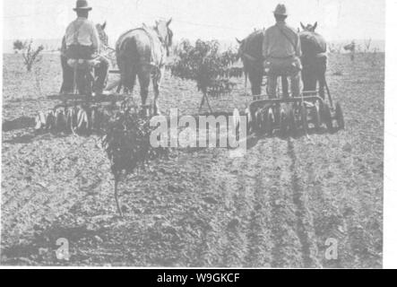 Archiv Bild ab Seite 266 Der Enzyklopädie von praktischen Gartenbau; Stockfoto