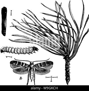 Archiv Bild von Seite 266 eines Handbuchs für die Studie Stockfoto