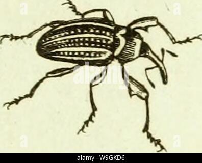 Archiv Bild ab Seite 266 von [Curculionidae] (1800) Stockfoto