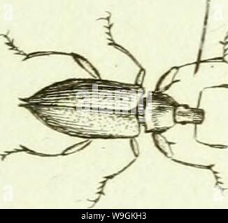 Archiv Bild ab Seite 270 von [Curculionidae] (1800) Stockfoto