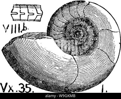 Archiv Bild von Seite 271 Wörterbuch der Fossilien Stockfoto