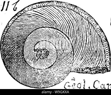 Archiv Bild ab Seite 275 von einem Wörterbuch der Fossilien Stockfoto