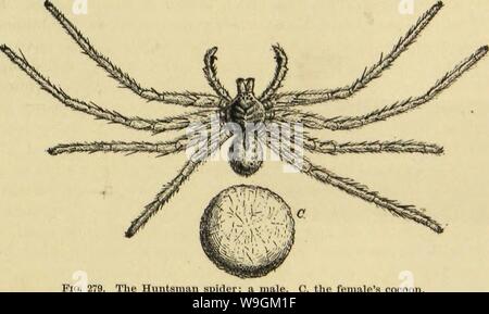 Archiv Bild von Seite 278 des amerikanischen Spinnen und Ihre Spinnerei Stockfoto