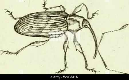 Archiv Bild ab Seite 278 von [Curculionidae] (1800) Stockfoto