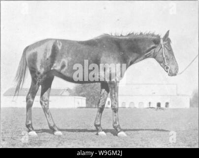 Archiv Bild ab Seite 278 der Punkte des Pferdes; ein Stockfoto