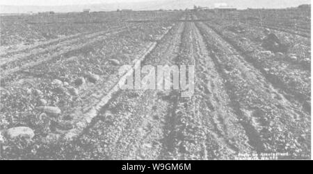 Archiv Bild ab Seite 280 Der Enzyklopädie von praktischen Gartenbau; Stockfoto