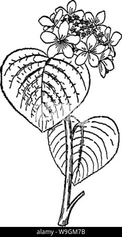 Archiv Bild von Seite 280 des Buches der Forstwirtschaft (1920) Stockfoto