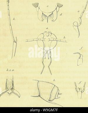 Archiv Bild ab Seite 280 der Gattungen des Insectes, ou, Exposition Stockfoto