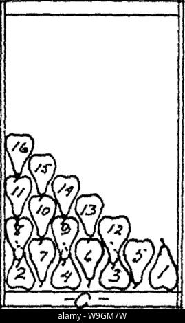 Archiv Bild ab Seite 280 Der Enzyklopädie von praktischen Gartenbau; Stockfoto