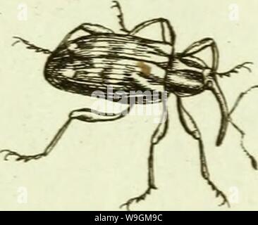 Archiv Bild ab Seite 282 [Curculionidae] (1800) Stockfoto