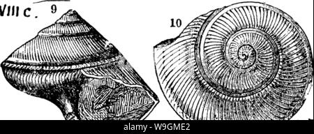 Archiv Bild ab Seite 285 von einem Wörterbuch der Fossilien Stockfoto