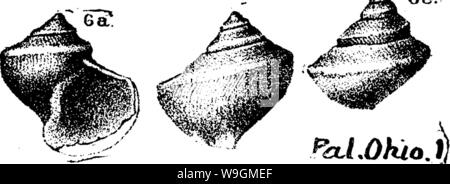 Archiv Bild ab Seite 287 ein Wörterbuch der Fossilien Stockfoto