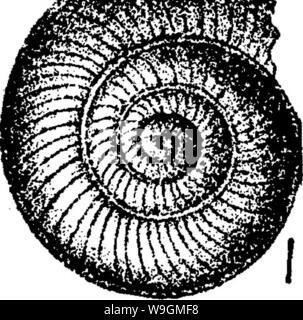 Archiv Bild ab Seite 286 ein Wörterbuch der Fossilien Stockfoto