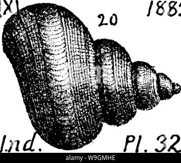 Archiv Bild ab Seite 287 ein Wörterbuch der Fossilien Stockfoto