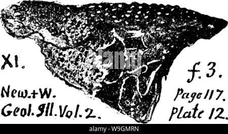 Archiv Bild ab Seite 292 von einem Wörterbuch der Fossilien Stockfoto