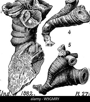 Archiv Bild ab Seite 292 von einem Wörterbuch der Fossilien Stockfoto