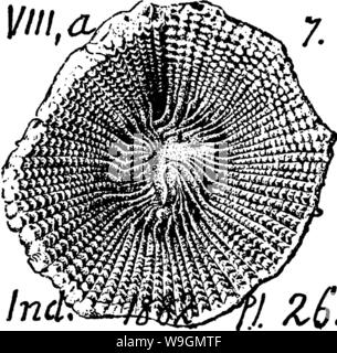 Archiv Bild ab Seite 291 von einem Wörterbuch der Fossilien Stockfoto