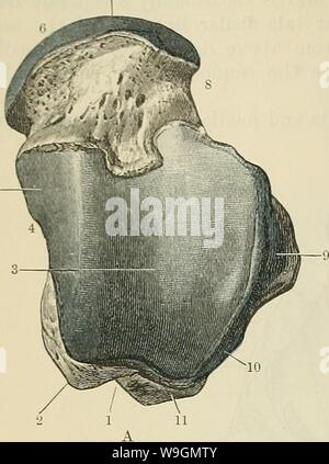 Archiv Bild ab Seite 291 von Cunningham's Lehrbuch der Anatomie (1914). Cunninghams Lehrbuch der Anatomie cunninghamstextb 00 cunn Jahr: 1914 (258 OSTEOLOGIE. Der Hals, am besten auf der Rückenseite gesehen, geht von der Vorderseite des Körpers und Stockfoto