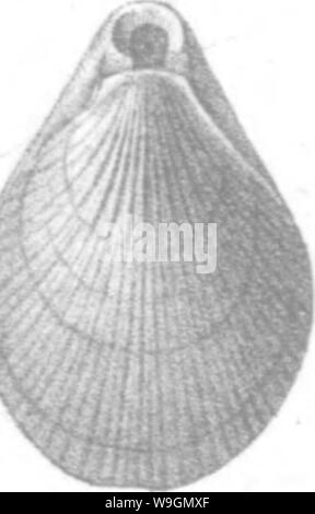 Archiv Bild ab Seite 293 Der brachiopoda und Lamellibranchiata der Stockfoto