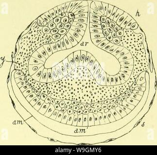 Archiv Bild ab Seite 292 der Anatomie, Physiologie, Morphologie und Stockfoto