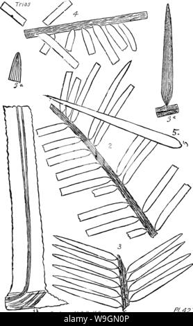 Archiv Bild von Seite 294 Wörterbuch der Fossilien Stockfoto