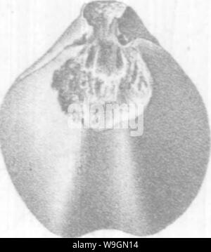 Archiv Bild ab Seite 293 Der brachiopoda und Lamellibranchiata der Stockfoto