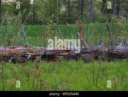 Junge neue blühende Bäume sprießen aus den Überresten eines verrotten. Der Zyklus des Lebens in der Natur. Stockfoto