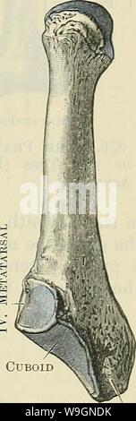 Archiv Bild ab Seite 300 der Cunningham Lehrbuch der Anatomie (1914) Stockfoto