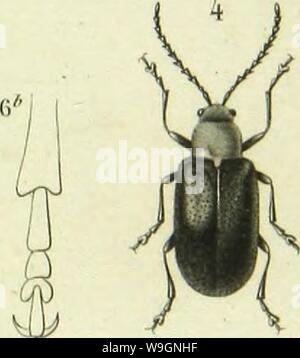 Archiv Bild ab Seite 302 von Histoire Naturelle des Insectes. Histoire Naturelle des Insectes: Gattungen des coleopteres, ou et Kritik aussetzen methodique de tous les Genres schlägt jusqu'Ici dans cet Ordre d'Insekten CUbiodiversity 1128056-9876 Jahr: 1854 ( Stockfoto