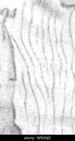 Archiv Bild ab Seite 303 von brachiopoda und Lamellibranchiata der Stockfoto