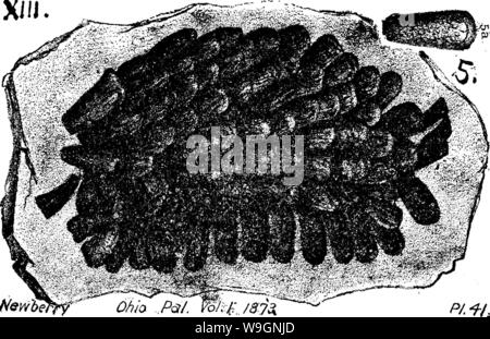 Archiv Bild ab Seite 303 von einem Wörterbuch der Fossilien Stockfoto