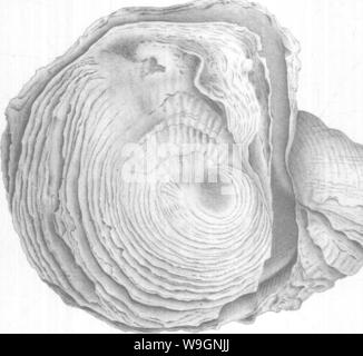 Archiv Bild ab Seite 303 von brachiopoda und Lamellibranchiata der Stockfoto