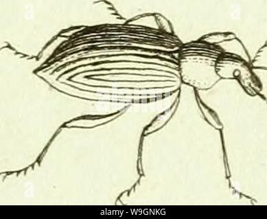 Archiv Bild ab Seite 304 Der [Curculionidae] (1800) Stockfoto