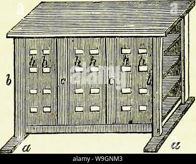 Archiv Bild ab Seite 304 der Bienen ihre natürliche Geschichte und Stockfoto